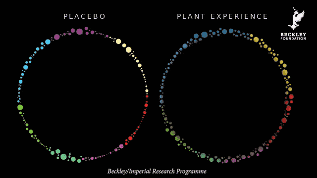 Animated comparison of brain connectivity in the resting state under placebo and during a plant experience, from the Beckley/Imperial research programme.