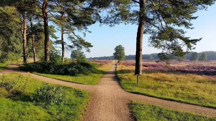 The path across the heath
