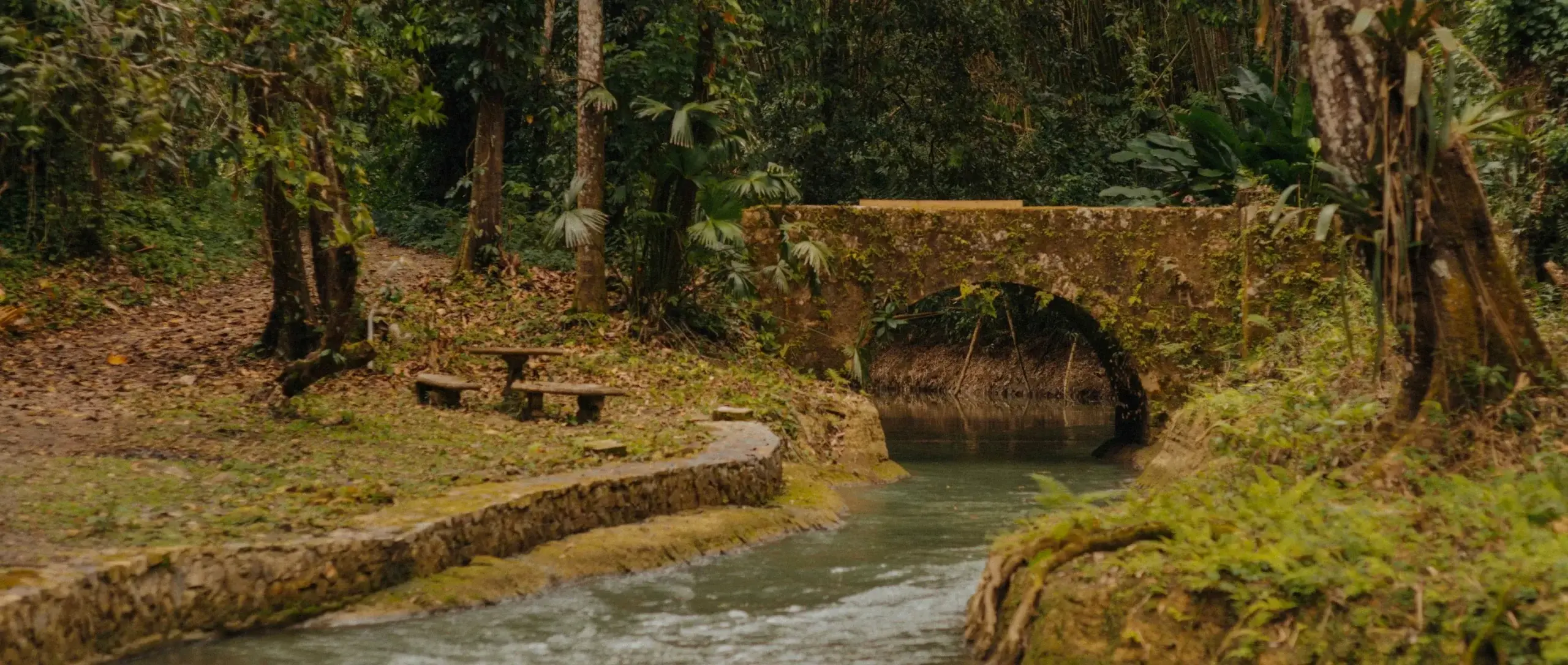 Tropical river, Jamaica