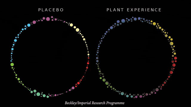 Neural connectivity visualization
